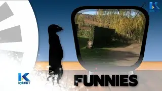 Ronde 2 – Kwêla Funnies 2019  |  kykNET
