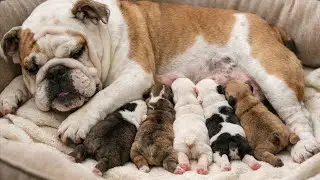 授乳中のかわいい子犬 #puppy #bulldogs #pets