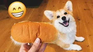 Funny Animal Videos 😂 The Best Funniest Pet Moments Caught on Camera 🐶😹