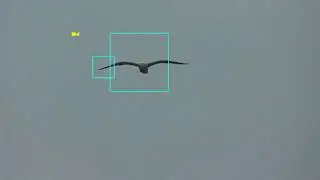 How to Build a Real-Time Bird Detection System with OpenCV