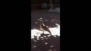 Bere lele... Alcarav&aacute;n.