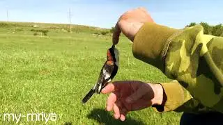 Красноголовый сорокопут.  Woodchat Shrike, Lanius senator. After banding