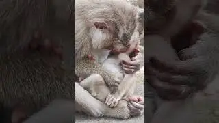 very Funny MOM monkey and baby KS9 #viral #shortsvideo #youtubeshorts #monkeys #love #cute #nice