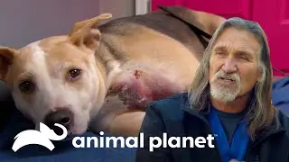 Doutor Jeff relembra os casos mais emocionantes | Veterinário das Montanhas | Animal Planet Brasil