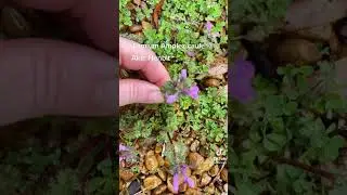 Henbit vs. Deadnettle