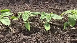 John Deere DB55 Exact Emerge Sunflower Seeding (Всходы подсолнечника)