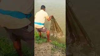 Vannamei shrimp health checking ll #shrimp #health #pks #checking #fish #pksaquatics