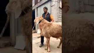 гигант кочкор@@@