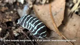 Armadillidium maculatum Zebra isopod care and review (My pet inverts #012)