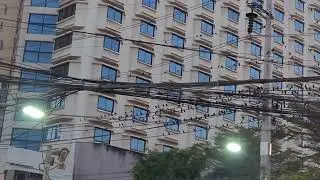 Birds roosting in CM Thailand 
