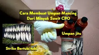 Cara Membuat Umpan Pancing Dari Minyak Sawit CPO | Umpan Mancing Minyak Sawit CPO | Umpan Jitu