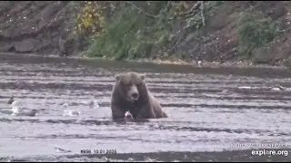 Katmai Brooks Falls. Bear #856 at the cutbank. 10. 01.2025. Explore.org