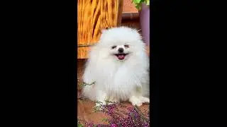 Funniest animal behavior (cats, dogs etc.) - Awesome animal video