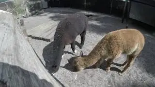 PEEL ZOO CINEMATIC (Peel Zoo, Mandurah, WA)