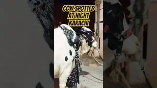 Cow Spinning in the Middle of the Road Karachi Night Scene #KarachiNight #Viral #unexpectedmoments