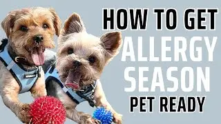 🐕 Allergy-Proof Your Pet: Essential Tips for a Sniffle-Free Season! 🌿