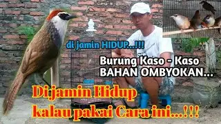 TIPS dan CARA,,Agar burung kaso-kaso ,Bahan ombyokan Bisa Hidup gak mati.( TAHAP. 1)