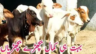 Cholistani Ablk Gulabi Nukre Bachre Bachrian Near Madrasa Mandi || Global Village Farming