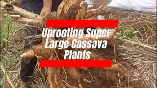 🌿Uprooting Super Large Cassava Plants 2🌿 #LetsGarden #Cassava #UprootingCassavaPlants