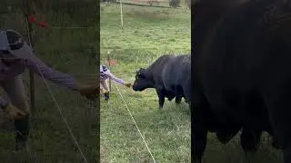 This Angus bull requires a high level of respect, you better be on your &ldquo;A game&rdquo; when handling him