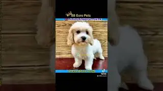 Singapore Cavapoo Puppy 88 Euro Pets Call 81352277 #cavapoosingapore #cavapoo #88europets #trending