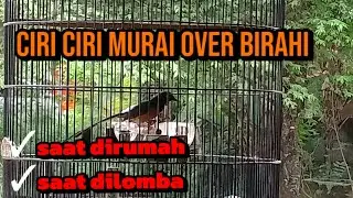 CIRI CIRI MURAI OVER BIRAHI SAAT DI RUMAH & SAAT DI GANTANGAN