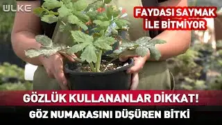 Çoğu Kişi Faydasını Bile Bilmiyor! Gözlük Numarasını Bile Düşüren Mucizevi Bitki...