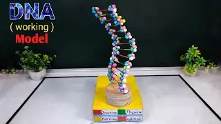 School Science Projects | DNA Working Model