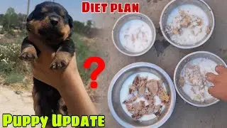 Puppy ab kitne din ke ho gye ?? Dog diet plan? @RitikDogKennel177