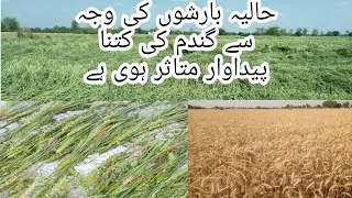 loose  of wheat yeild due to Rain/ Effects of climate on wheat yeild/ loose of wheat due to lodging