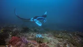 Maldives, North Male Atoll, Underwater (Manta ray, sharks, lobsters, turtles, rays, many fish)
