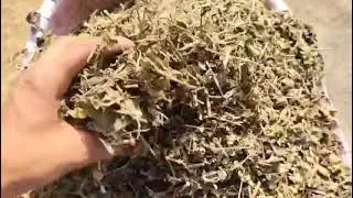 SAI HERBS Bobinsana Leaves (Calliandra angustifolia) | Natural Herb for Immunity, Energy & Wellness