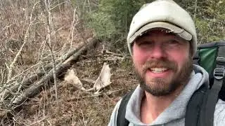 New Moose Shed Hunting Spot Pays Off!