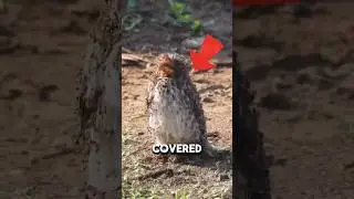 Birds Bizarre Anting Behaviour #shorts