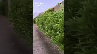 Олеандр на Бразильской улочке