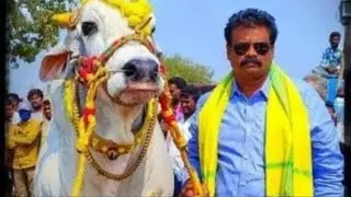 10జత  ||2  పల్లా విభాగం || చిలకలూరిపేట||RK BULLS వేటపాలెం