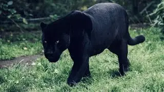 5 Fun Facts About The Black Panther