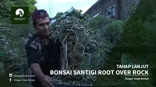 TAHAPAN BONSAI SANTIGI ROOT OVER ROCK