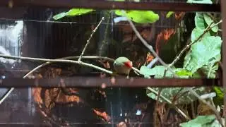 Red Face Star Finch Male Singing