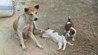 happy family small baby dog 