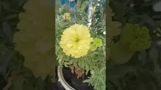 Marigold #flowers #winterflower #floweringplant #marigoldflower #song #shortsvideo