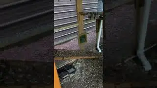 Rooster sings the egg song