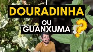 Que planta &eacute; essa, Daniel? #DOURADINHA