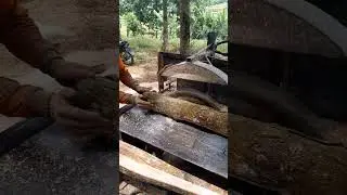 Pucukan kayu sengon #woodworking #woodsaw #splitwood