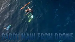 Kelp Paddy Mahi in San Diego from a Drone