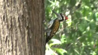 White-naped Woodpecker (Chrysocolaptes festivus)