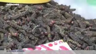 RD CONGO: MANGER DES INSECTES