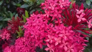 4K Beautiful Flower #010 | Free Footage Stock | Free HD Videos - No Copyright No Watermark