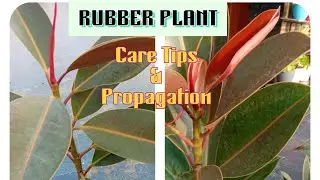 How to take care of Rubber plant? RRubber plant ccare tips &propagation #trending #krishnagarden