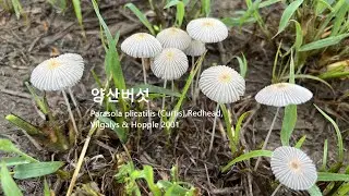 양산버섯 Parasola plicatilis 좀밀먹물버섯 Shaggy Ink Cap 갓모양이일본우산닮은 Japanese Umbrella Mushroom 하루만생존 온전한모습아침에만